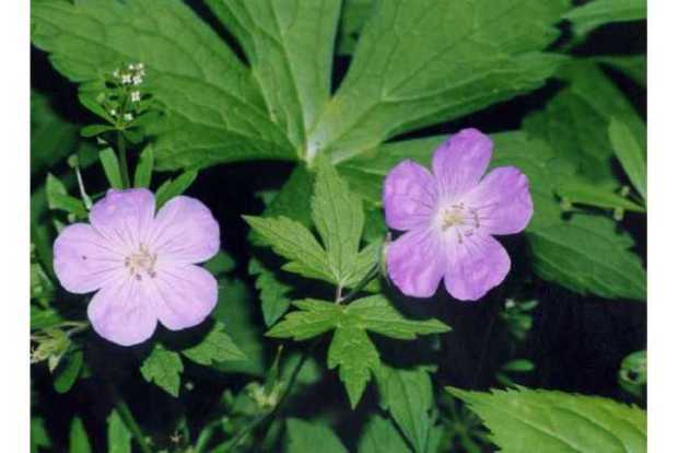 Wild Geranium